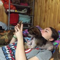 Chinese crested dog Ksolo Club Renesmi