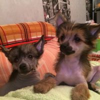 Chinese crested dog Ksolo Club Renesmi