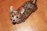 Chinese crested dog puppy powderpuff Ksolo Club Prima Pristsilla