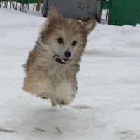 Chinese crested dog puppy powderpuff Ksolo Club Prima Pristsilla