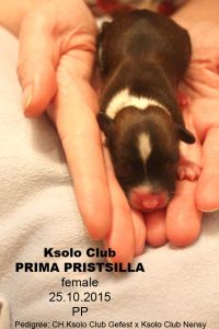 Chinese crested dog puppy powderpuff Ksolo Club Prima Pristsilla