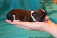 Chinese crested dog puppy powderpuff Ksolo Club Prima Pristsilla