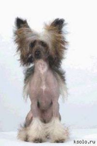 Chinese crested dog Moscow