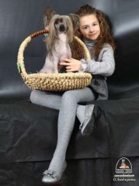 Chinese crested dog Moscow
