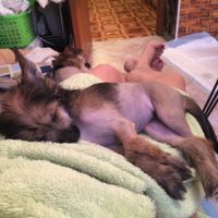 Chinese crested dog Ksolo Club Renesmi