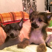 Chinese crested dog Ksolo Club Renesmi