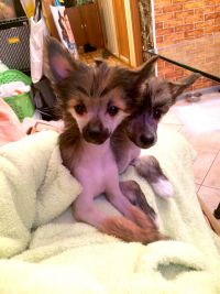 Chinese crested dog Ksolo Club Renesmi