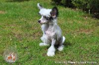 chinese crested dog photo puppy