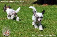 chinese crested dog photo puppy