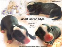 Lanart Garish Style 