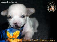 Ksolo Club Zhar-Ptitsa
