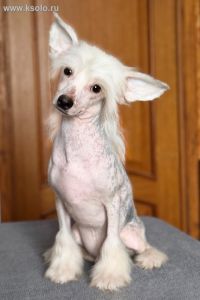 Ksolo Club Heppi Hajlajt 