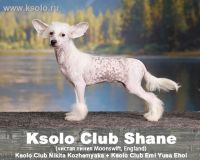 Ksolo Club Shane 