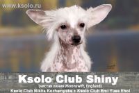 Ksolo Club Shiny 
